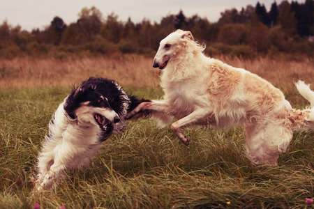 A dog in a field in the field runs and playsの写真素材