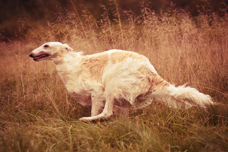 A dog in a field in the field runs and playsの写真素材