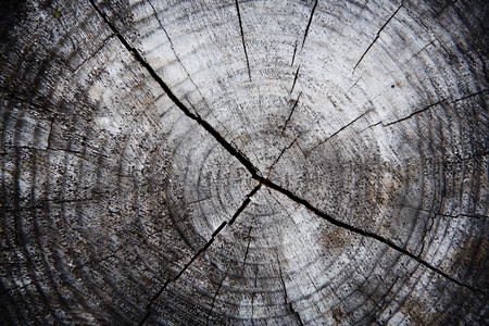 Wooden gray background texture
