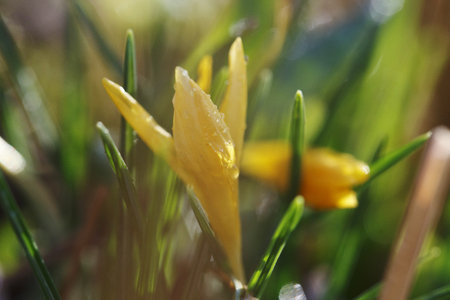 Crocus vernus flower closeup with raindropsの写真素材