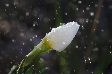 Narcissus flower closeup with raindropsの写真素材
