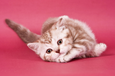 Fluffy tabby kitty British cat on a red backgroundの写真素材