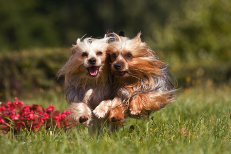 Two york dogs running into the camera through the grassの写真素材