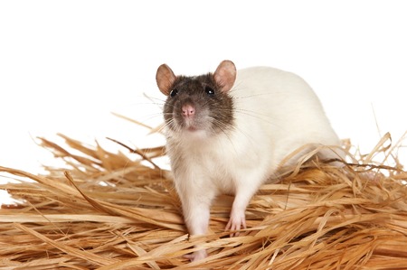 White rat and hay (isolated on white)の写真素材