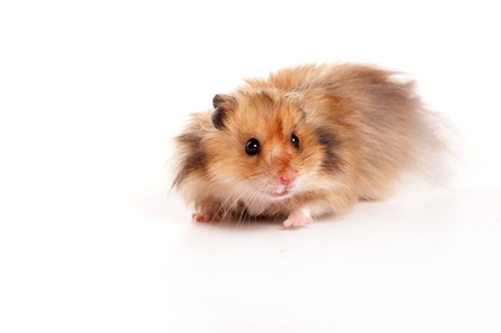 Red hamster (isolated on white)の写真素材