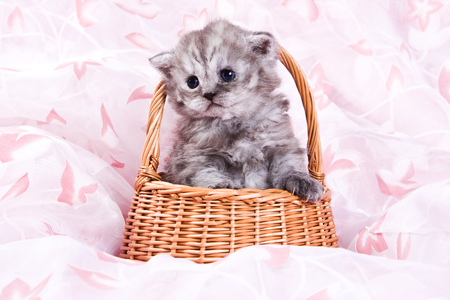 Cute british cat kitten on pink backgroundの写真素材