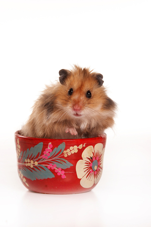 Red hamster in a cup (isolated on white)の写真素材