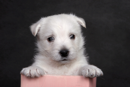 White cute puppy dog West Highland Terrier in a pink box on a gray backgroundの写真素材