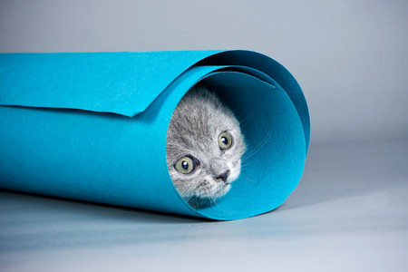 Gray kitten playing with paper on a gray backgroundの写真素材