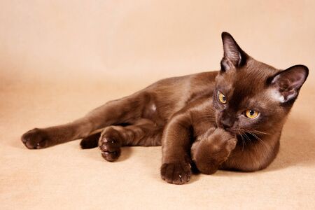 Burma brown kitten licks pawの写真素材