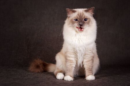 Fluffy Siberian brown cat licks its lipsの写真素材