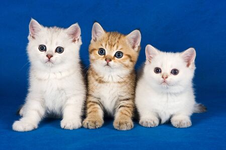 Three fluffy british cat kittensの写真素材