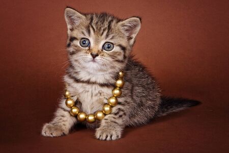 British red tabby kitten with beadsの写真素材