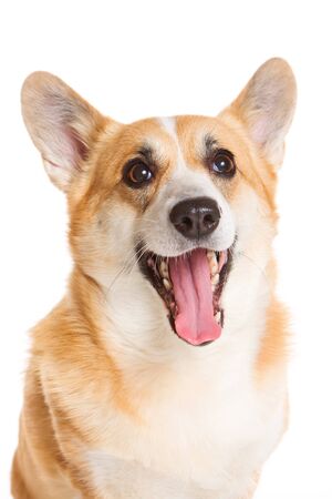 Portrait of a welsh corgi pembroke dogの写真素材