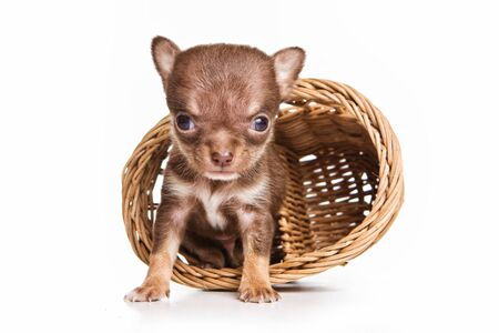 Little chihuahua puppy sitting in a basketの写真素材