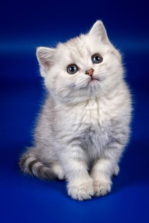 Cute fluffy white british kitten on a blue backgroundの写真素材