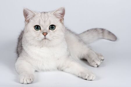British gray cat looking at the cameraの写真素材