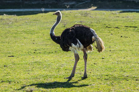 Sigean African Reserve France (Europe)の写真素材