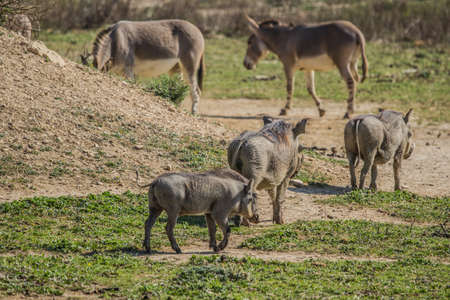 Sigean African Reserve France (Europe)の写真素材