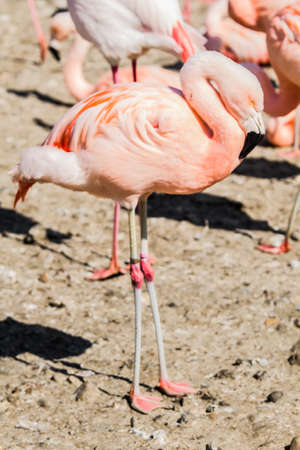Sigean African Reserve France  Europe の写真素材
