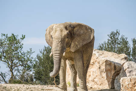 Sigean African Reserve France  Europe の写真素材