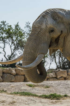 Sigean African Reserve France  Europe 
