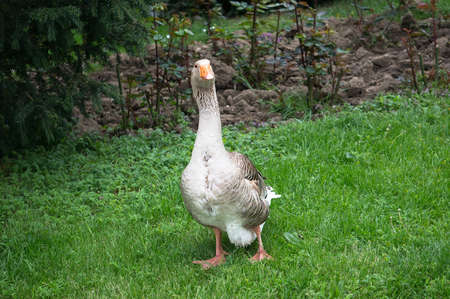 goose is on the green grass looking rightの写真素材