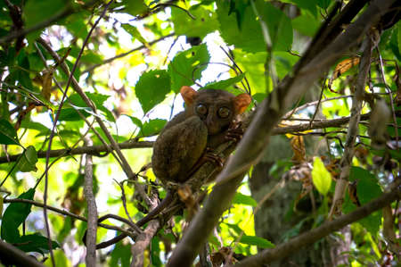 the tarsier is a small rare monkey from the island of Bohol Philippinesの写真素材
