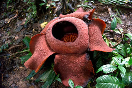 rafflesia - the world's largest flower. rare beautiful red flower in the jungle.の写真素材