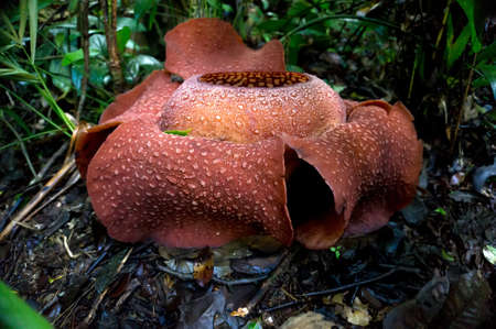 the world's largest flower rafflesia. rare beautiful red flower in the jungleの写真素材
