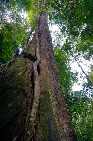 the trunk of an old tall tree in the jungle. bottom viewの写真素材