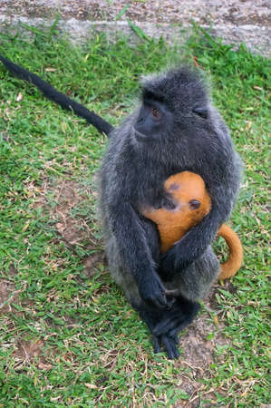 ruffed encotel - rare black monkey sitting with a babyの写真素材