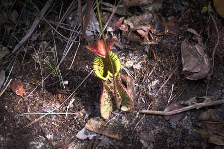 nepenthes - carnivorous rare exotic flower in the jungle of Borneoの写真素材