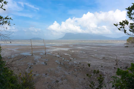 Dead trees in beach at low tideの写真素材