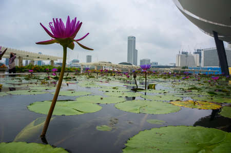 purple Lily flower in an artificial pond in the heart of the city of Singaporeの写真素材