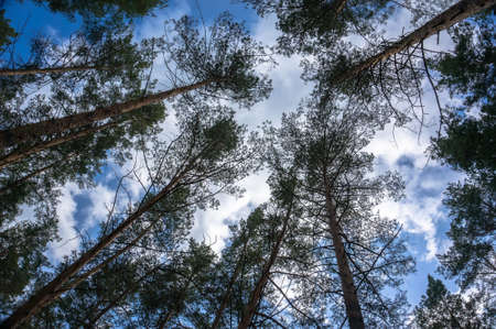 tall pine trees, a pine forest, bottom view