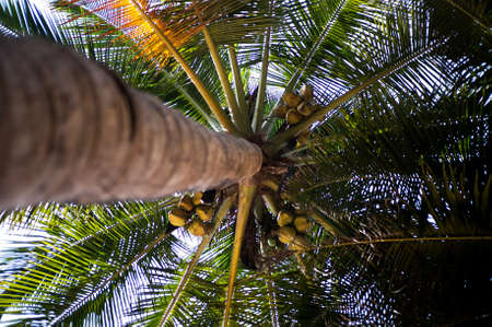 High palm tree with ripe coconuts, view from below. Green natural foliage in different directions.