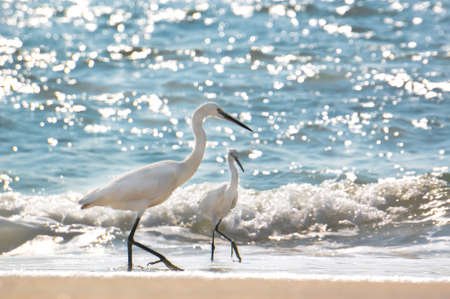 Heron hunts at Varkala beach, Kerala, India. In spite of tourism, herons keep living at habitual places.の写真素材