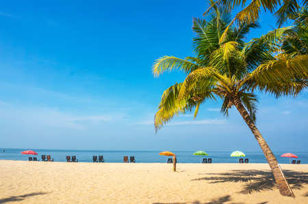 Couple relaxing on the beach. deck chairs under palm trees on sandの写真素材