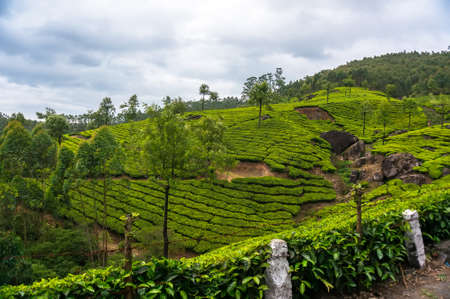 Landscape - Tea plantation fields in morning fog on sunrise. Munnar, Kerala, Indiaの写真素材