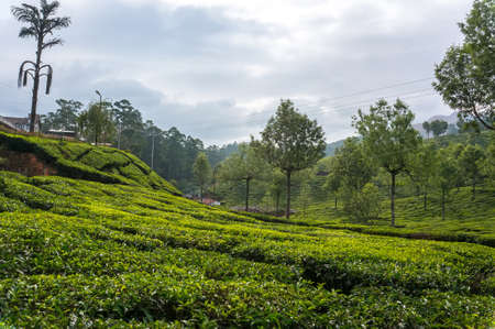 Early morning sunrise with fog at tea plantation. Munnar, Kerala, India. Nature backgroundの写真素材