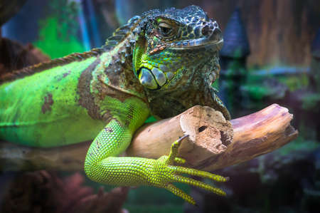 Green iguana, Iguana iguana rhinolopha. Green iguana wild life animal.の写真素材