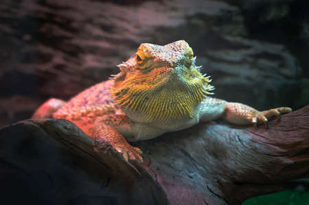 Close-up portrait of a female brown iguana, an endangered species of lizard on nature blurred background.の写真素材