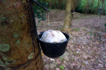 Rubber tree plantation, Thailandの写真素材