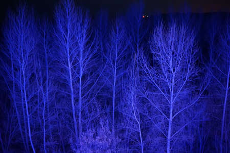 Night landscape with blue trees with no leaves. The dreary landscape.の写真素材