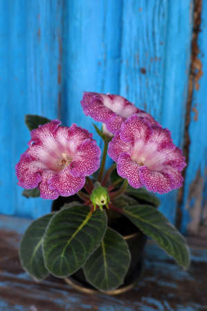 Velvet Gloxinia flower in a flower pot on the background of the old wooden walls.の写真素材
