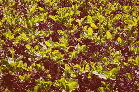 toned background of green foliage on a green Bush.