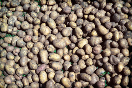 Many fresh organic potatoes in the field. Background of potatoes. Retro photo.の写真素材