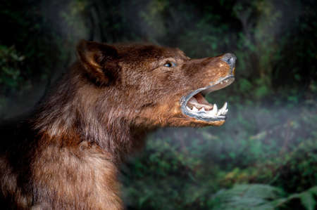 Muzzle the wolf close-up. Scary wild animal close up.