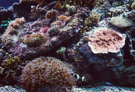 coral reef with hard coralsの写真素材